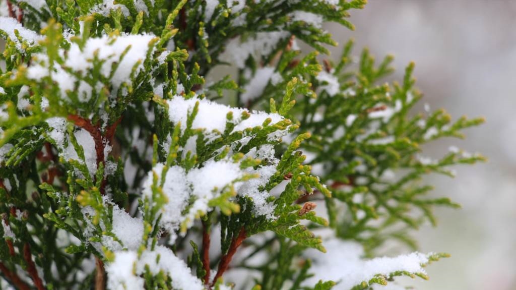 Rośliny wieloletnie pod tujki